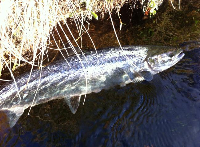 Atlantic Salmon In Scotland