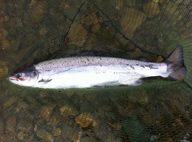 Spring Salmon Fishing Events