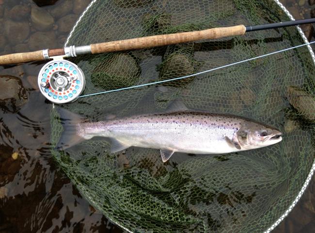 River Tay Salmon Fishing Tuition