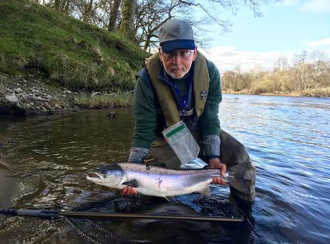 Catching A Perfect River Tay Salmon