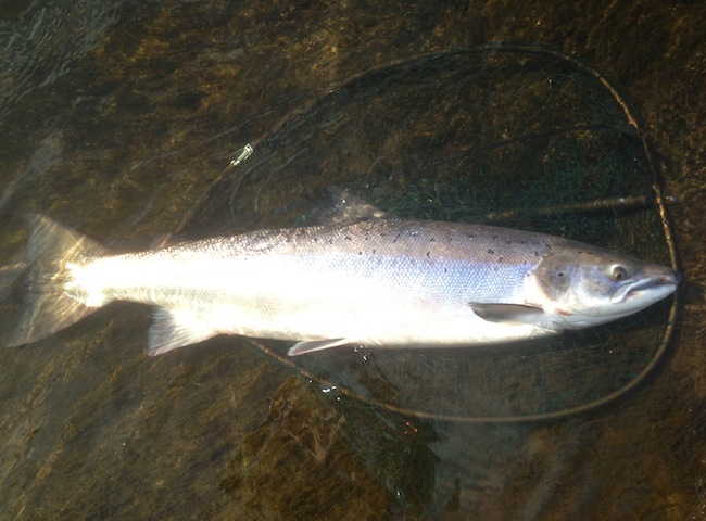 Catching Big River Tay Salmon