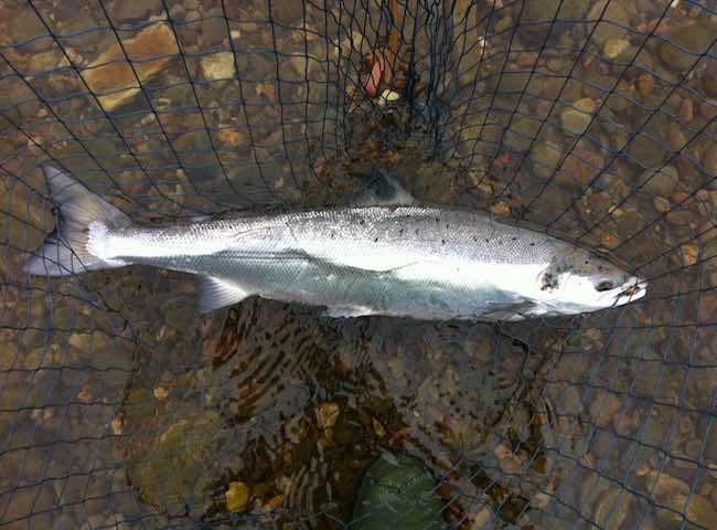 Catching The Perfect Scottish Salmon