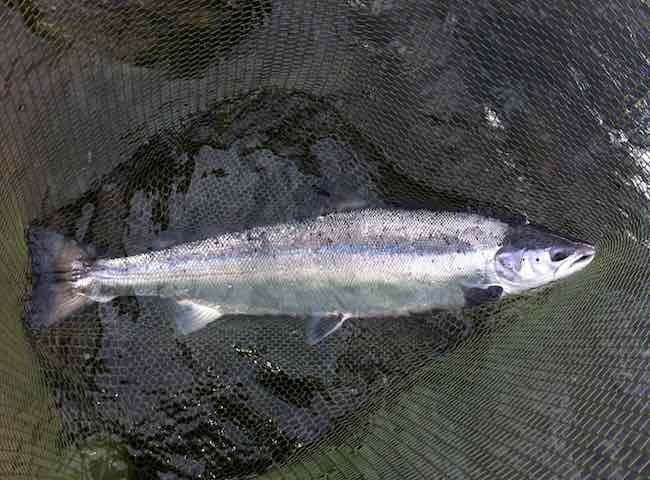 Perfect Salmon Fishing Moments