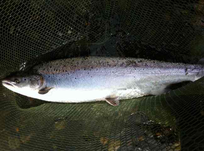 Salmon Fishing Success
