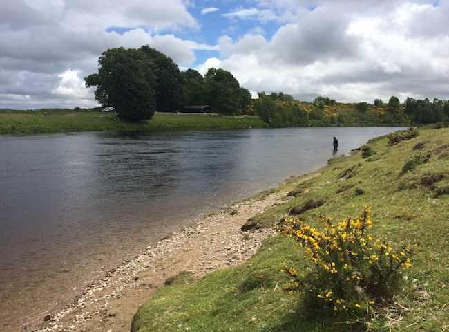 Catching A River Tay Salmon