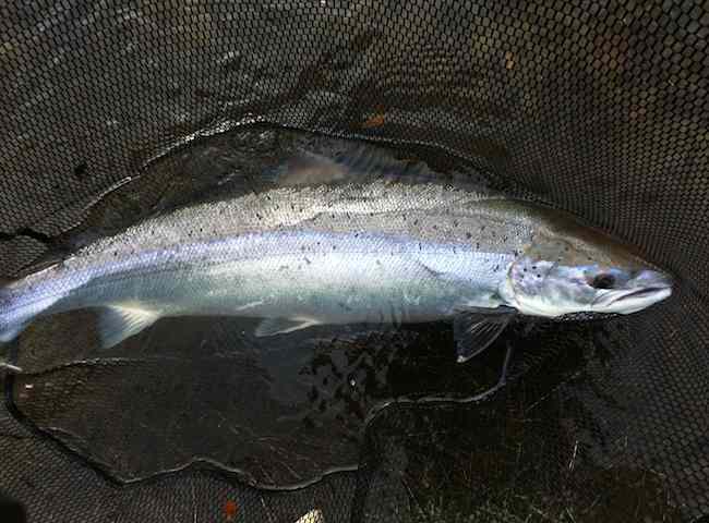 A Fresh Run River Tay Salmon