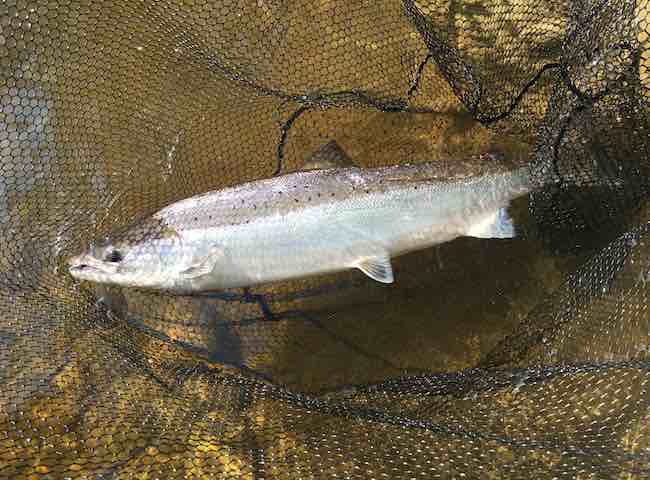 Hitting The Salmon Fishing Objective