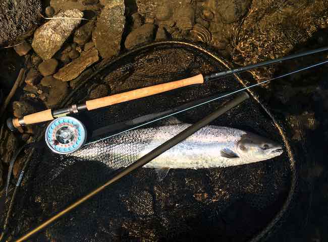 The Ultimate Catch