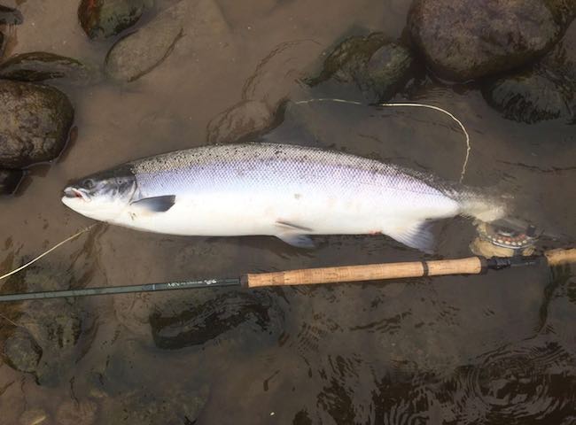Perfect River Tay Summer Salmon
