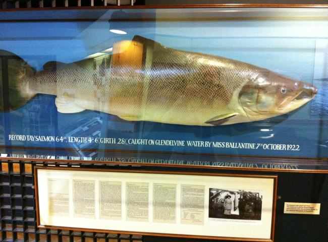 Huge River Tay Salmon