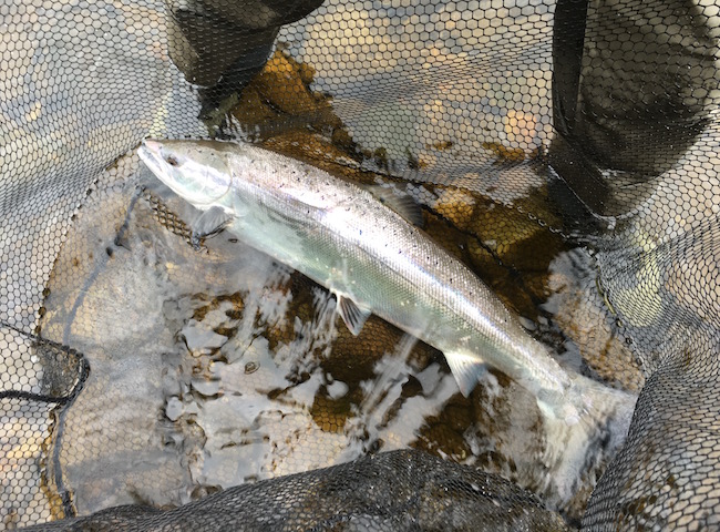 River Tay Salmon Fishing Success