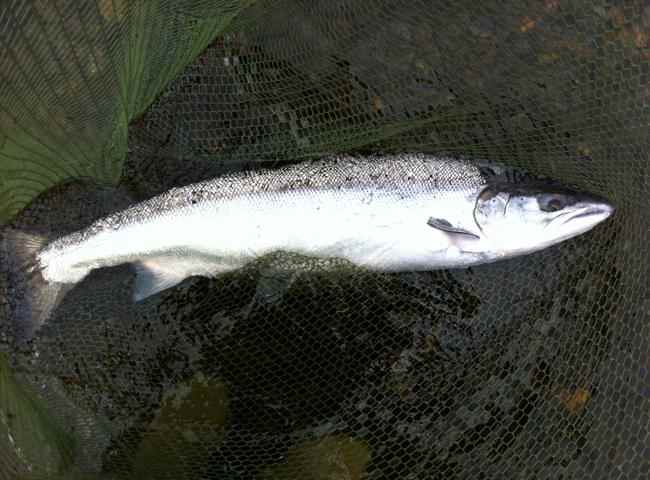 Salmon Fishing Events