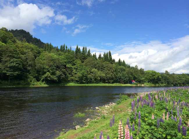 Salmon River Beauty
