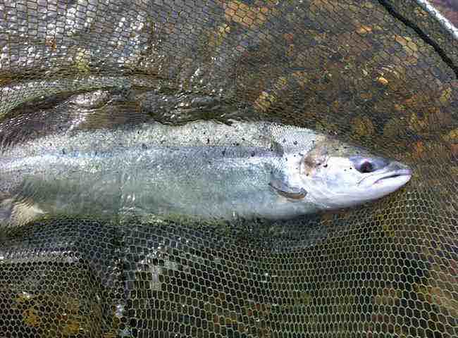 The 'King Of Fish'