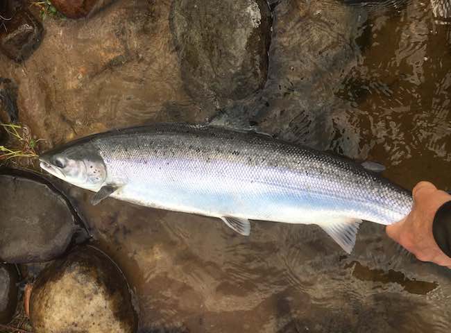 The Perfect Salmon