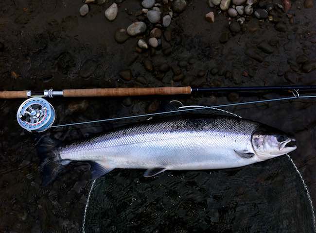 Salmon Beauty & Perfection
