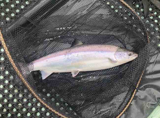 Yesterday's Perfect Tay Salmon