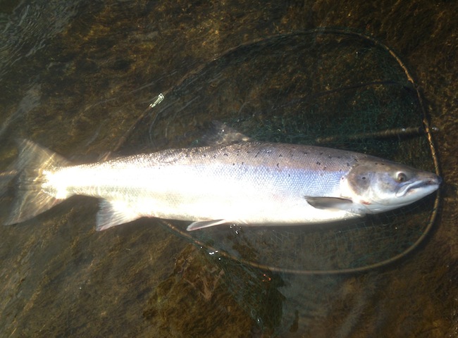 Catching Heavyweight Tay Salmon