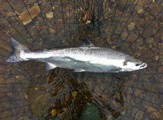 River Tay Silver Salmon