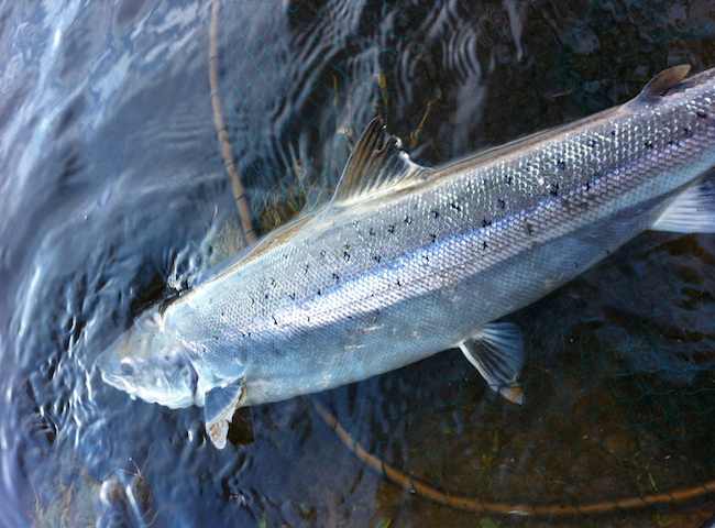 Fishing For Atlantic Salmon