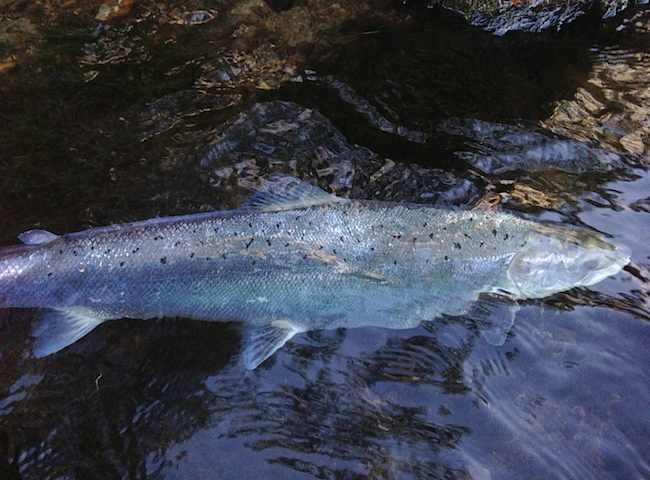 The Most Perfect Game Fish