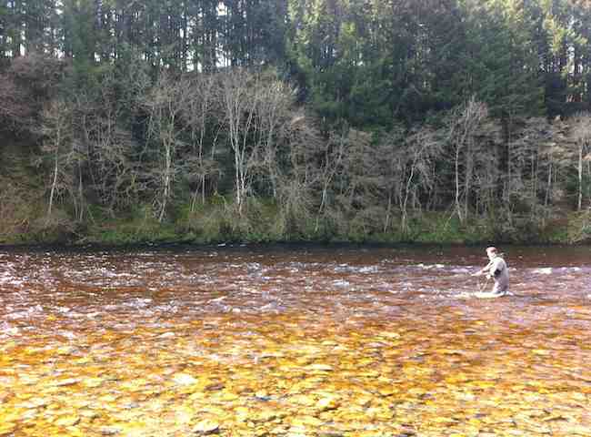 Salmon Fishing River Beauty