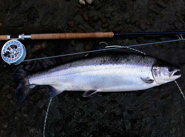 River Tay Corporate Spring Fishing