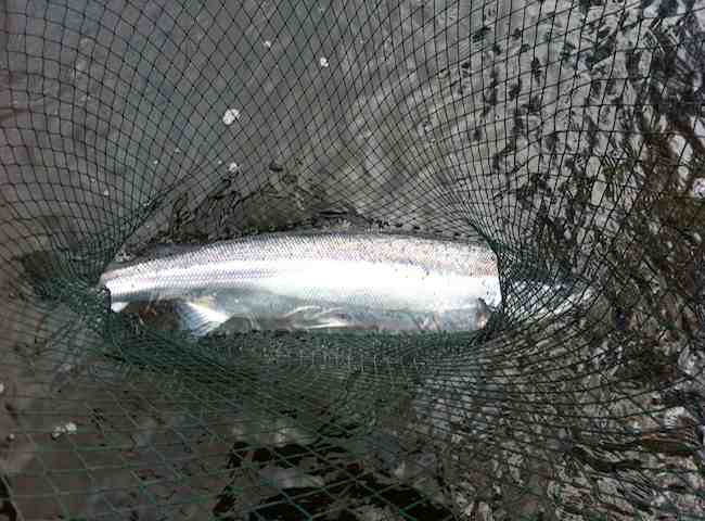 Salmon Fishing On The River Tay