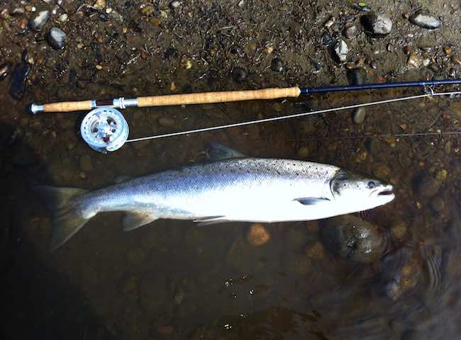 Salmon Fishing Information Portal