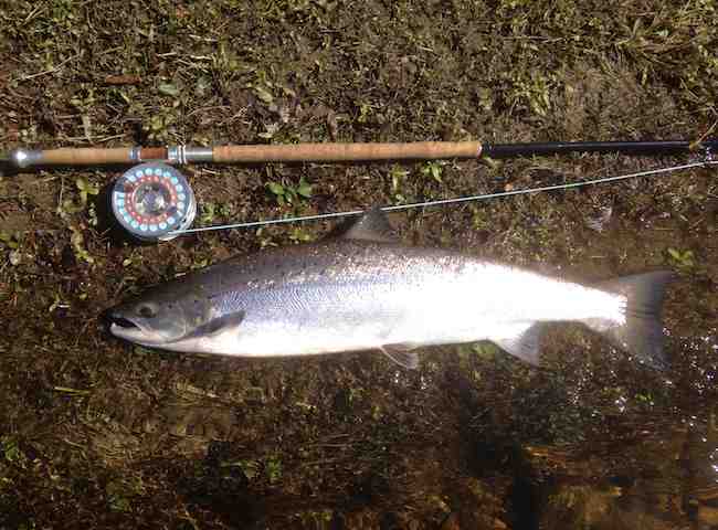 Salmon Fly Fishing Perfection