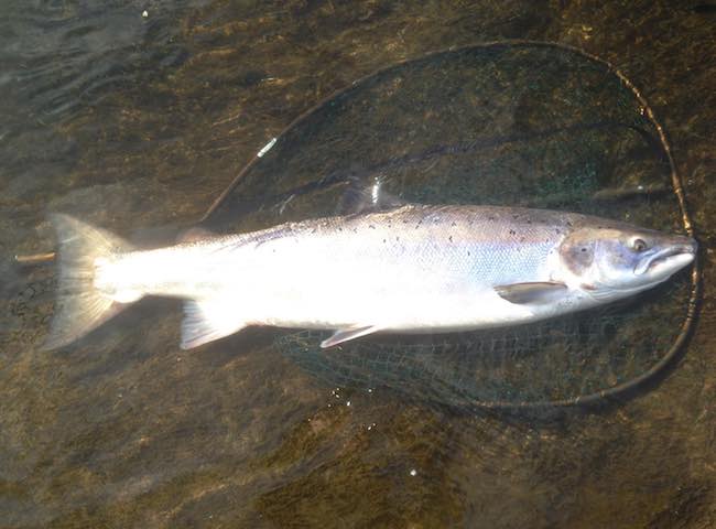 River Tay Specimen Salmon