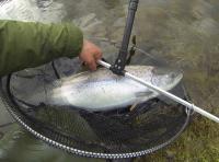 Fishing Events On The River Tay 
