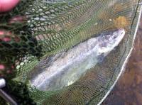 Returning Your Salmon To The River 
