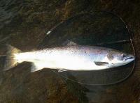 Catching Big River Tay Salmon 

