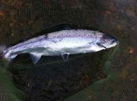 Salmon Fishing Events In Scotland 
