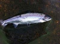 Salmon Fishing Events In Scotland 
