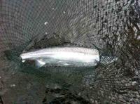 Spring Salmon Fishing Perfection 
