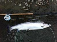 Perfect Spring Salmon On The Fly 
