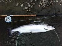 Perfect Spring Salmon On The Fly 

