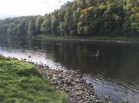 Quality Salmon Fishing On The River Tay 
