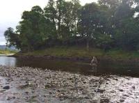 Learning To Fish For Salmon 
