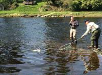 Playing A Salmon On The River Tay 
