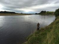 The River Tay Salmon Angler 