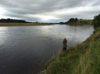The River Tay Salmon Angler 
