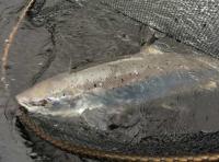 Big Salmon From The River Tay 
