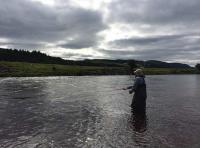 Catching A Scottish Salmon On The River Tay 
