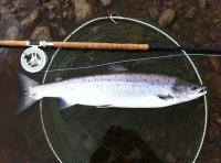 Fishing In Scotland For Salmon 