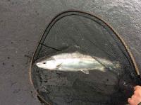 The Ultimate Scottish Salmon Fishing Prize 
