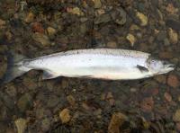 A Fresh Run River Tay Salmon 
