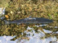 Fishing For Scottish Salmon 
